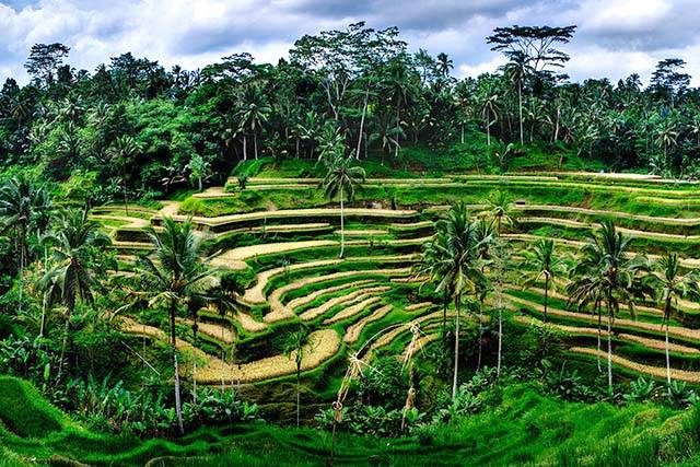 tbebaliboardinghouse rice fields